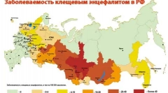 Macska tick: ismételje és megszüntesse